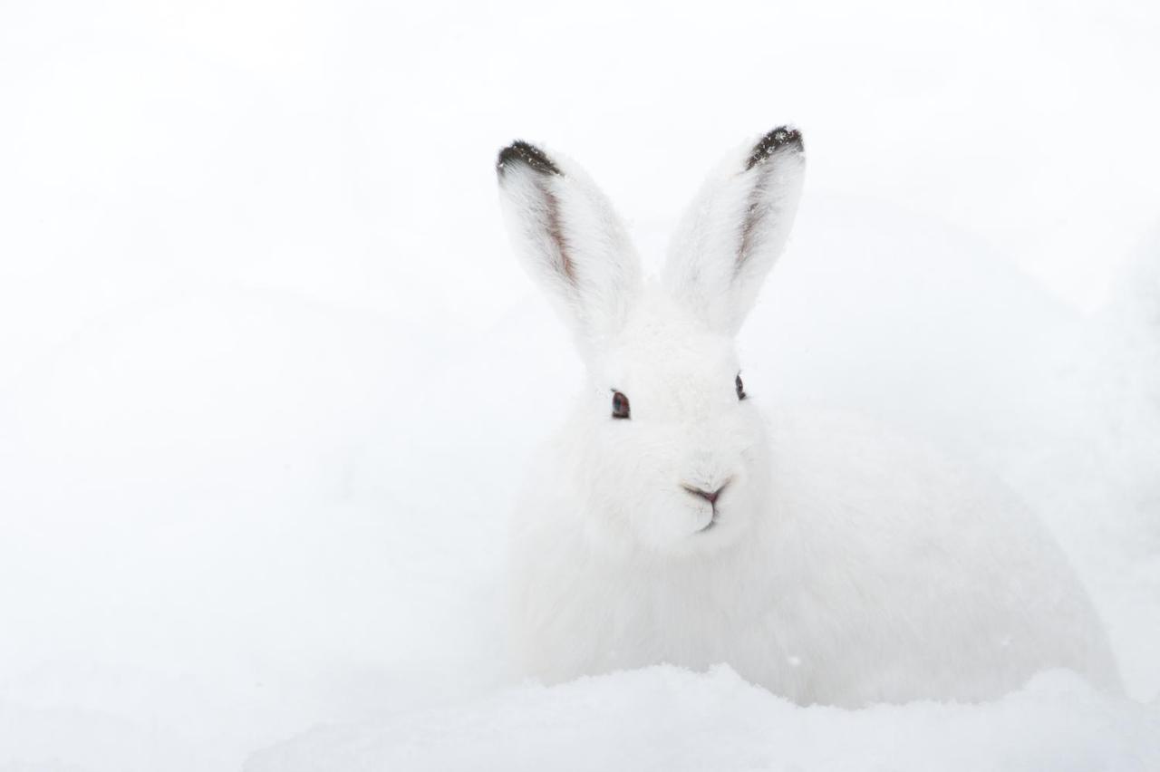 Chalet ?Snow Bunny? Stadl an der Mur المظهر الخارجي الصورة